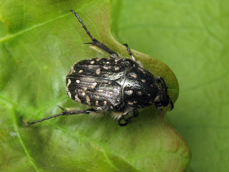 Oxythyrea funesta (Poda, 1761)